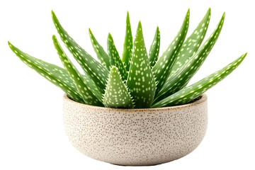 A close-up image of a vibrant green Aloe Vera plant with distinctive white spots on its fleshy, pointed leaves isolated on white background.

