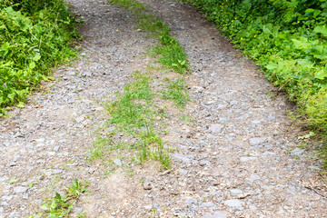 surface of road in mountain forest in Dilijan