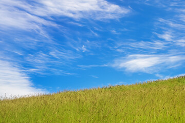 A green grass field against a bright blue sky with fluffy white clouds.