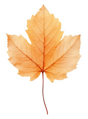 Sticker - PNG  Real Pressed a Autumn leaf autumn plant tree.