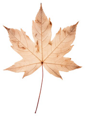 Sticker - PNG  Real Pressed a Autumn leaf autumn maple plant.