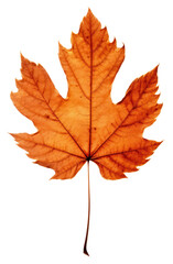 Wall Mural - png real pressed a autumn leaf autumn maple plant.