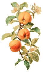 Poster - PNG  Vintage drawing fruit branch sketch peach.