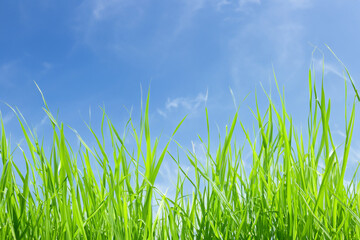 Lush green grass blades against a bright blue sky with fluffy white clouds.