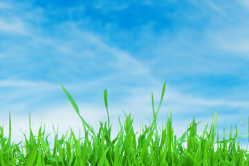 Lush green grass blades against a bright blue sky with white clouds.