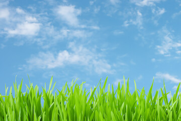 Lush green grass blades reaching up towards a blue sky with fluffy white clouds.