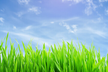 Vibrant green blades of grass reaching up against a bright blue sky with fluffy clouds.