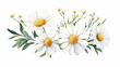 © Thiago - Watercolor daisy floral illustration, chamomile spring flowers clipart, wildflower arrangement and summer wreath, wedding invitations. Spring Blossom. Illustration