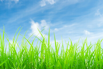 Fresh green grass blades reaching towards a blue sky with white clouds.