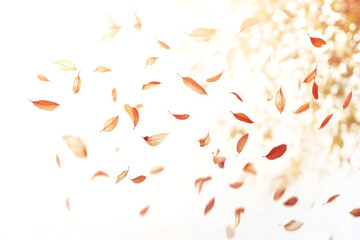 Canvas Print - Leaves falling in the air leaf confetti blossom.