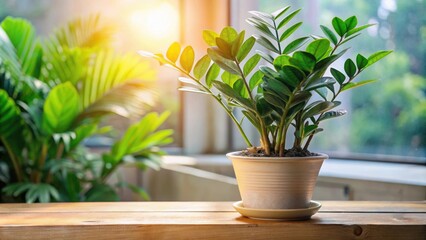 Zamioculcas plant in a flower pot on a table with natural sunlight , Zamioculcas, Zanzibar gem