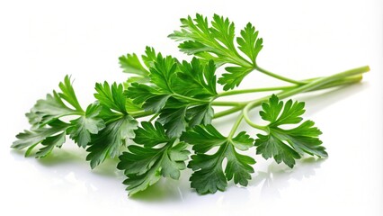 Fresh parsley sprig isolated on background, Parsley, fresh, herb, green, cooking, ingredient, culinary, healthy, vegetarian