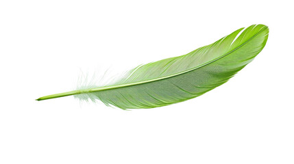 feather on transparent background