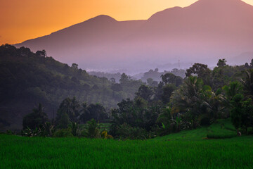 indonesia beauty landscape paddy fields in north bengkulu natural beautiful morning view from Indonesia of mountains and tropical forest