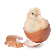 Cute fluffy chick hatched from egg on white background