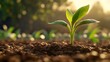 © Hesti - A single green sprout emerges from rich brown soil, backlit by the golden glow of the setting sun. Other young plants are visible in the background.