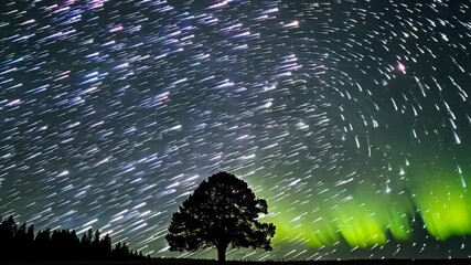 Wall Mural - Starry Sky with Northern Lights and Tree Silhouette
