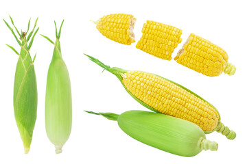 Fresh yellow sweet corn from the farm Healthy food isolated on background. Cutting path.