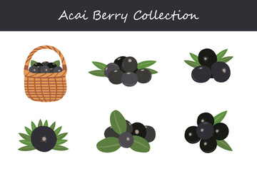 acai berry collection in different poses. Vector illustration.