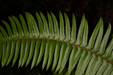 Close up of the wood sword fern and its adventitious roots. This fern was from the Quinault Rainforest in the Olympic national park