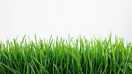 Wall Mural - Green Grass Blades Against a White Background