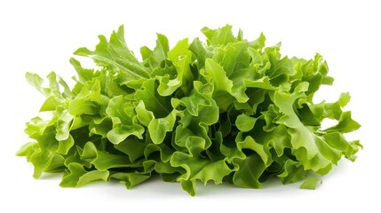 A bunch of fresh green lettuce leaves isolated on a white background.