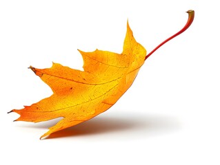 a single, vibrant yellow maple leaf with a red stem, isolated on a white background. the leaf has a 
