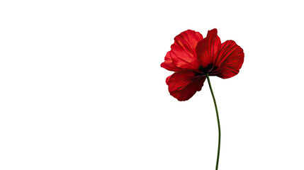 flower on a transparent background