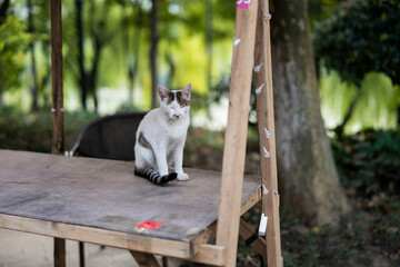 Relaxed kitten living outdoors,People interact with kittens