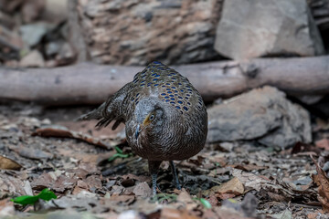 Grey Peacock Pheasant Yellow around the eyes, some are light red or pink. The body's fur is gray with densely distributed yellowish-white fine spots. The neck is white.