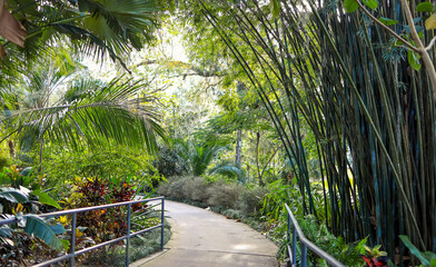 A scenic alley in Harry P Leu gardens , variety of palm trees on both sides of the alley.