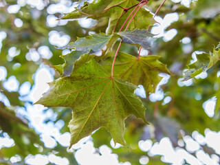 Maple branches with yellow leaves in autumn, in the light of sunset.