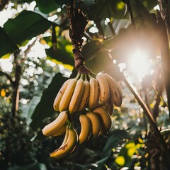 Ripe Yellow Bananas Hanging from Tree Branch in Sunlight.