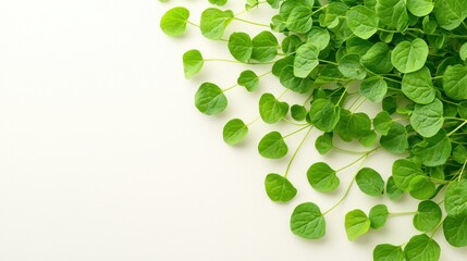 Wall Mural - Fresh Green Leaves on White Background   Minimalist Nature Design