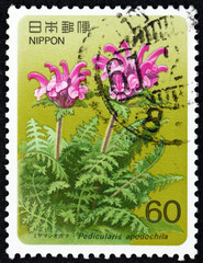 Wall Mural - Postage stamp Japan 1986 pedicularis apodochila, alpine plant