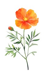 Wall Mural - single watercolor flower illustrations, ready to bring joy to any space , cartoon drawing, water color style isolated on white background