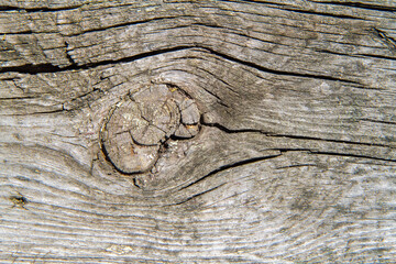 Texture of an old wooden board with a knot close-up. The surface of cracked wood.