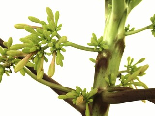 Tree with male papaya flowers isolated on white background