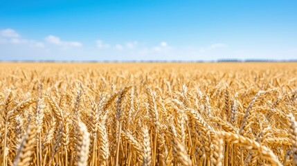 Wall Mural - Golden Wheat Field under Blue Sky