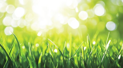 Wall Mural - Fresh Green Grass Blades with Blurred Sunlight Background