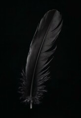 Wall Mural - Black Feather on Black Background. Dark and Moody Minimalist Image.