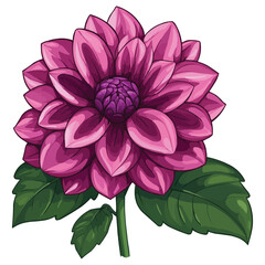 Wall Mural - vector magenta dahlia flower clipart with green leaves on the stem