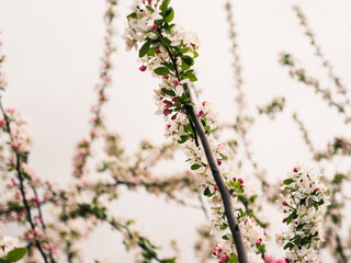 Wall Mural - Spring blossom