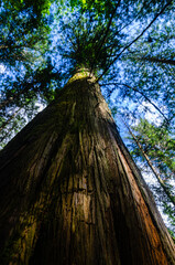 Vertical view of a large old pine tree with moss covered branches in a dense forest