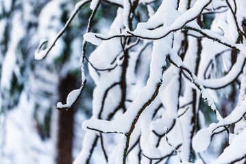 Close-up of snow-covered tree branches in a tranquil winter forest