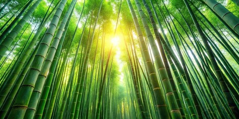 Tranquil bamboo forest with sunlight illuminating green foliage