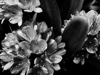 Canvas Print - Clivia flower