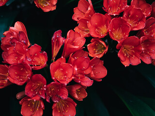 Sticker - Clivia flower