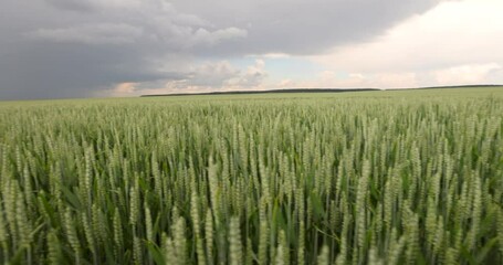 Wall Mural - A green wheat field in cloudy weather, a field with unripe wheat before a thunderstorm