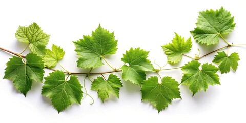 Wall Mural - vine leaves isolated on white background aerial view image